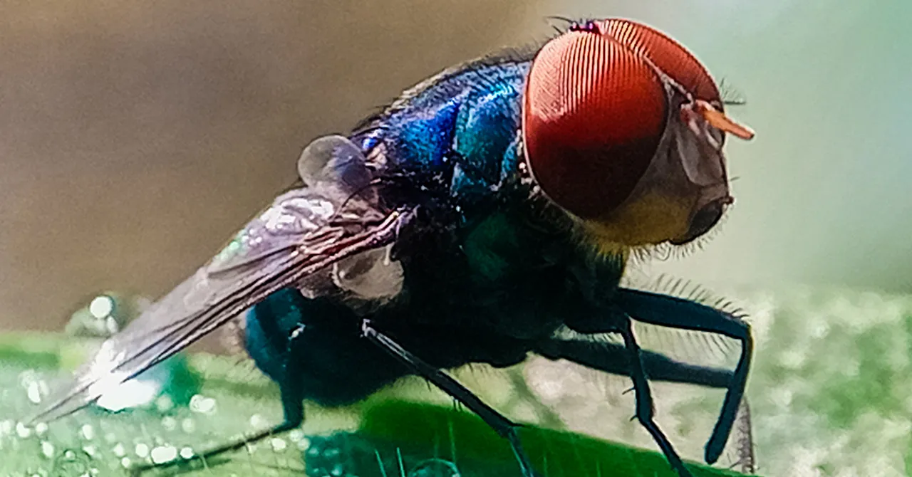 Non per allarmare, ma i vermi carnivori sono entrati negli USA