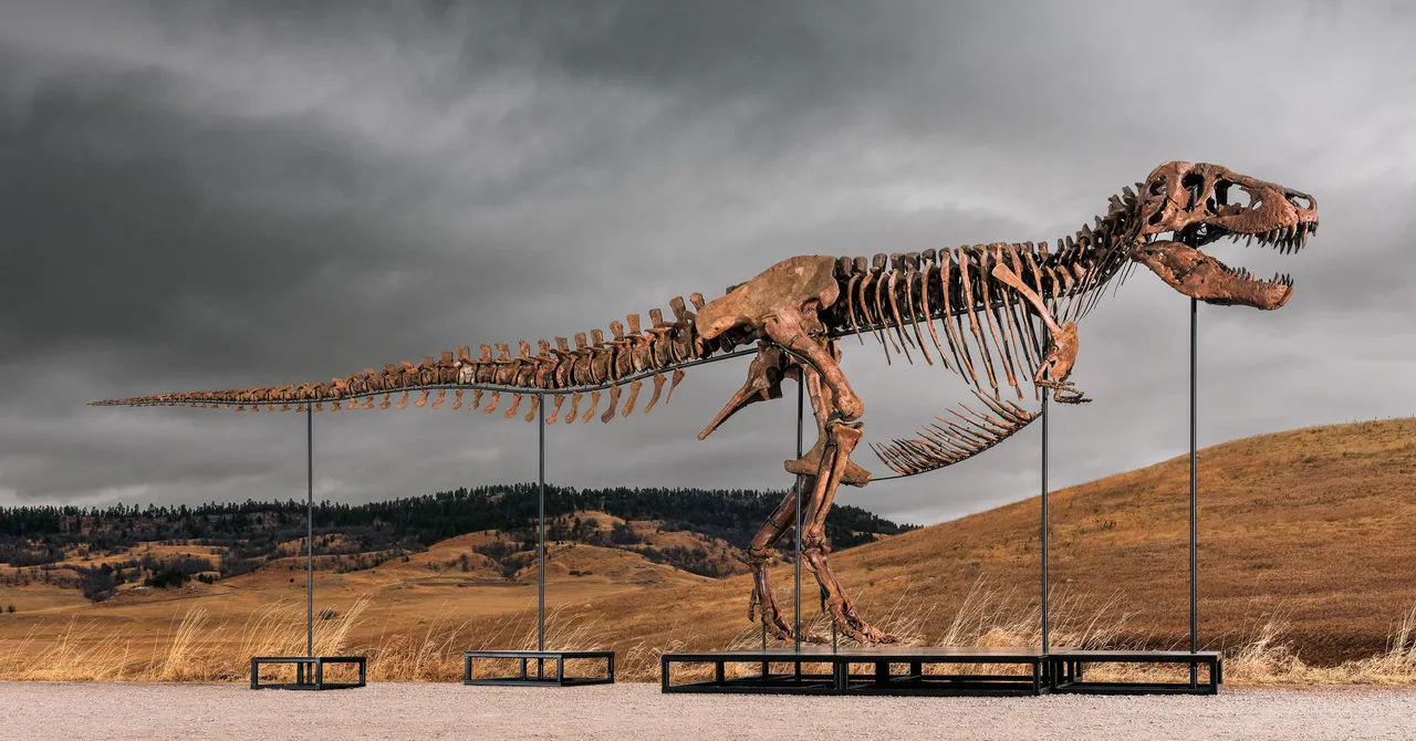 La maxi asta del T. Rex di Sotheby’s solleva preoccupazioni: clamore e ricchezza stravolgono la scienza