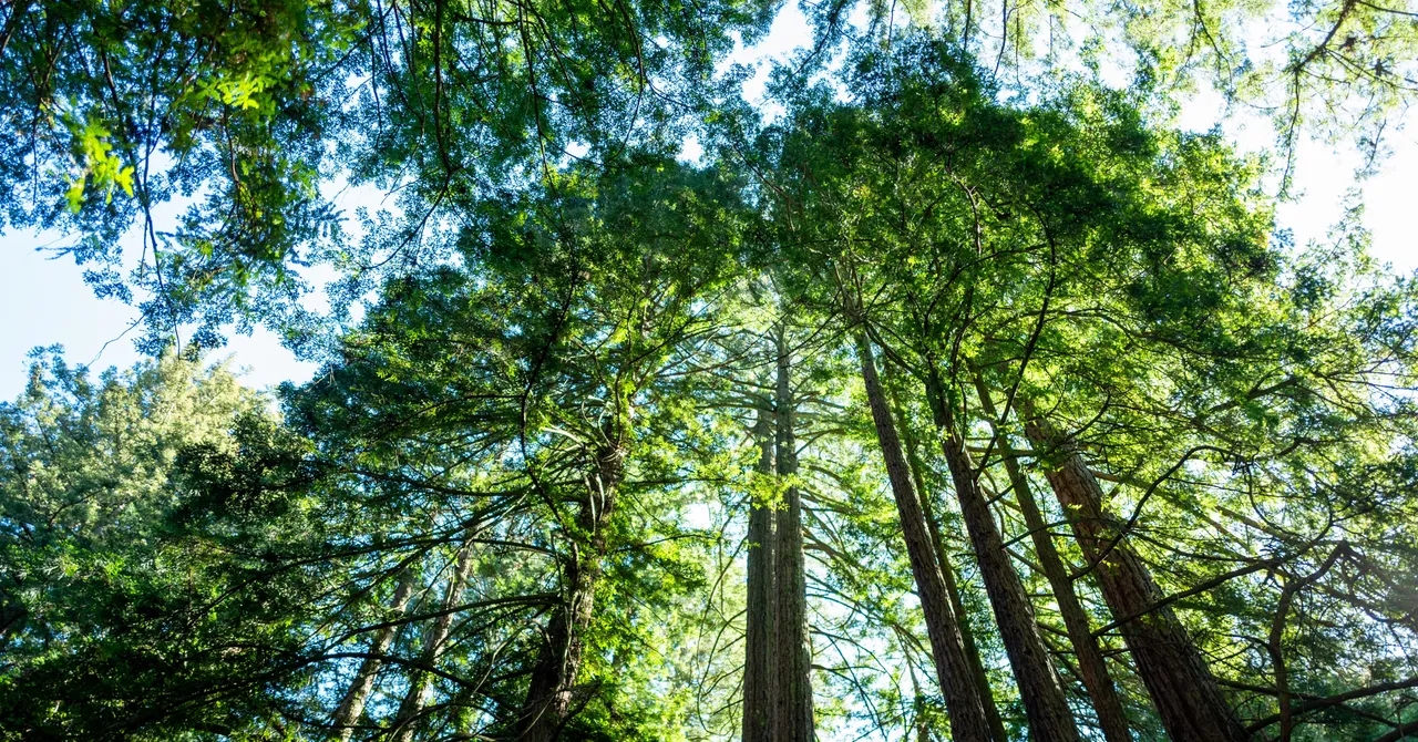 Gli alberi più alti e iconici della California stanno subendo colpi di calore